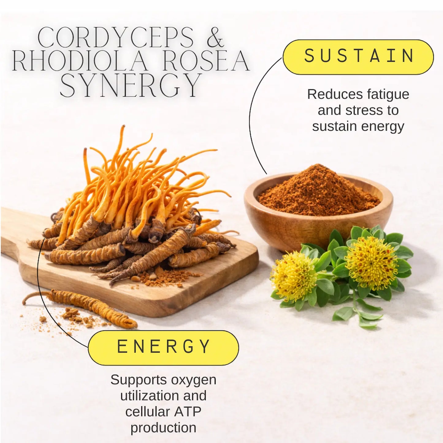 Cordyceps and Rhodiola Rosea with text on energy and sustenance benefits on a white background