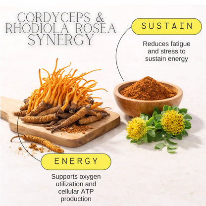Cordyceps and Rhodiola Rosea with text on energy and sustenance benefits on a white background