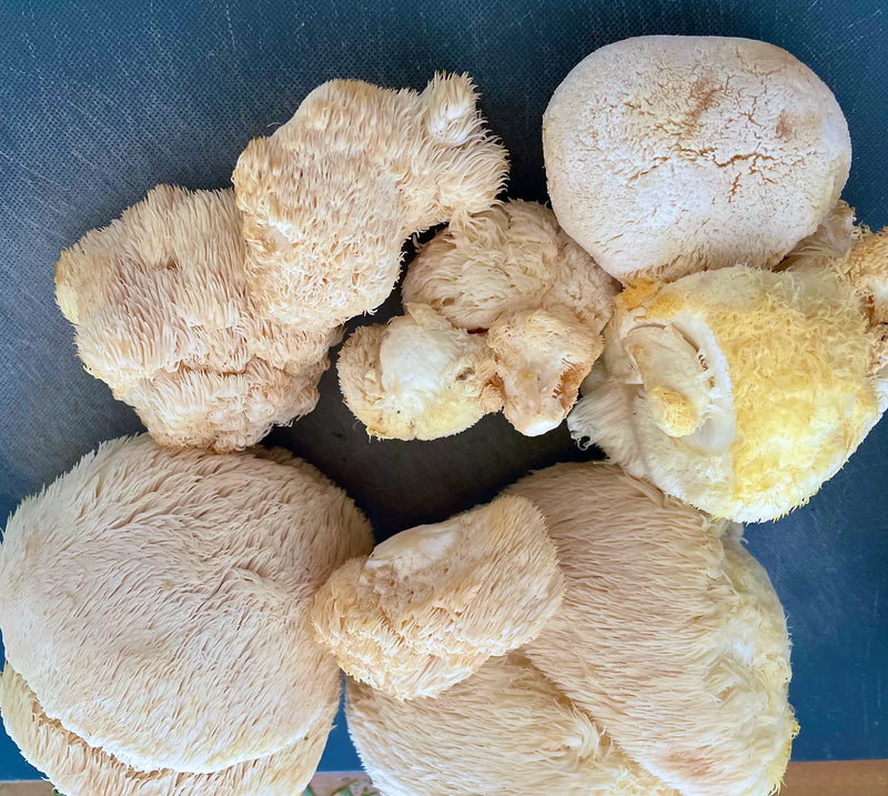 eye evolve uses twice the amount of lions mane mushrooms in the extraction process