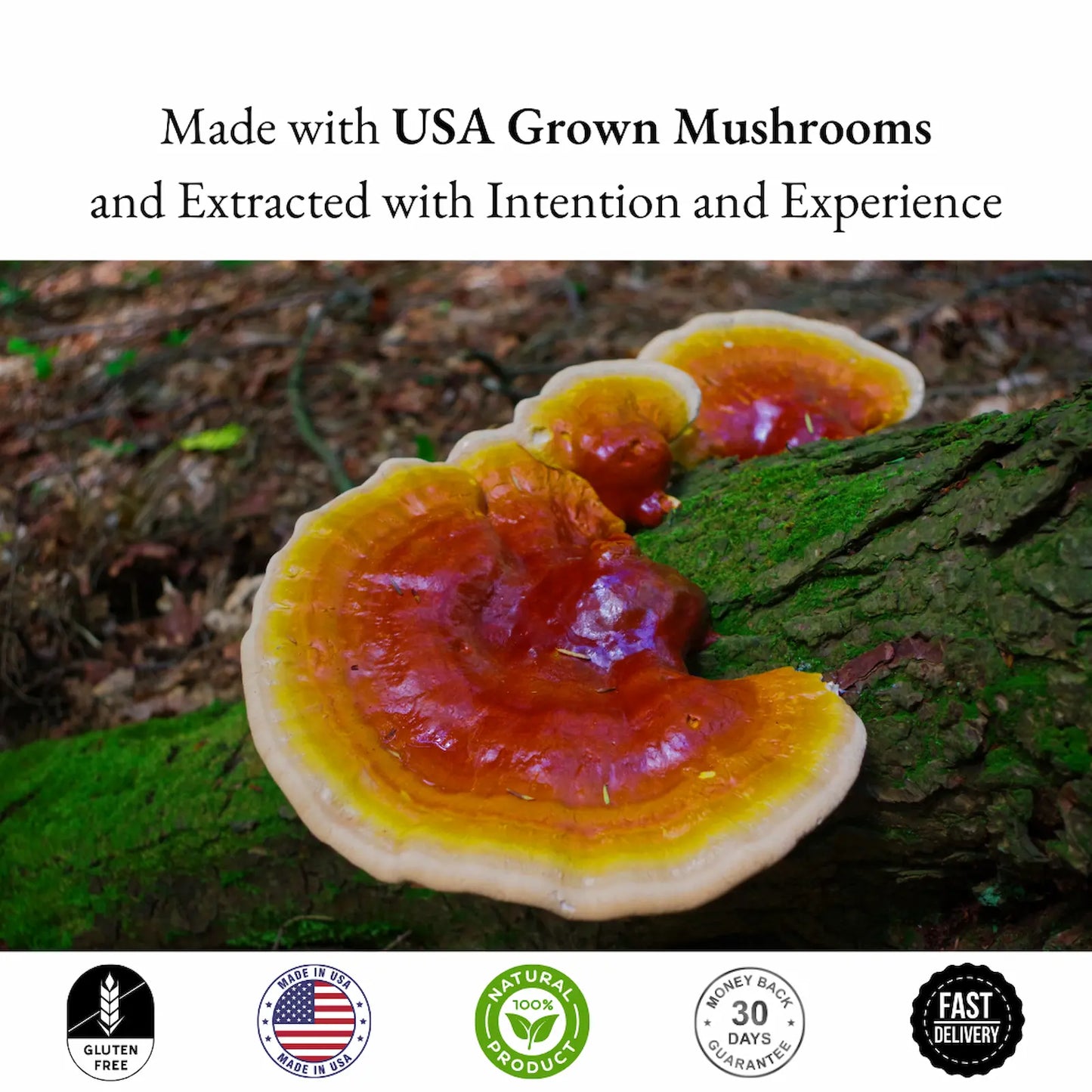 Mushroom on a log with text about USA-grown mushrooms and extracted with intention and experience.
