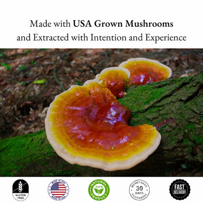 Mushroom on a log with text about USA-grown mushrooms and extracted with intention and experience.