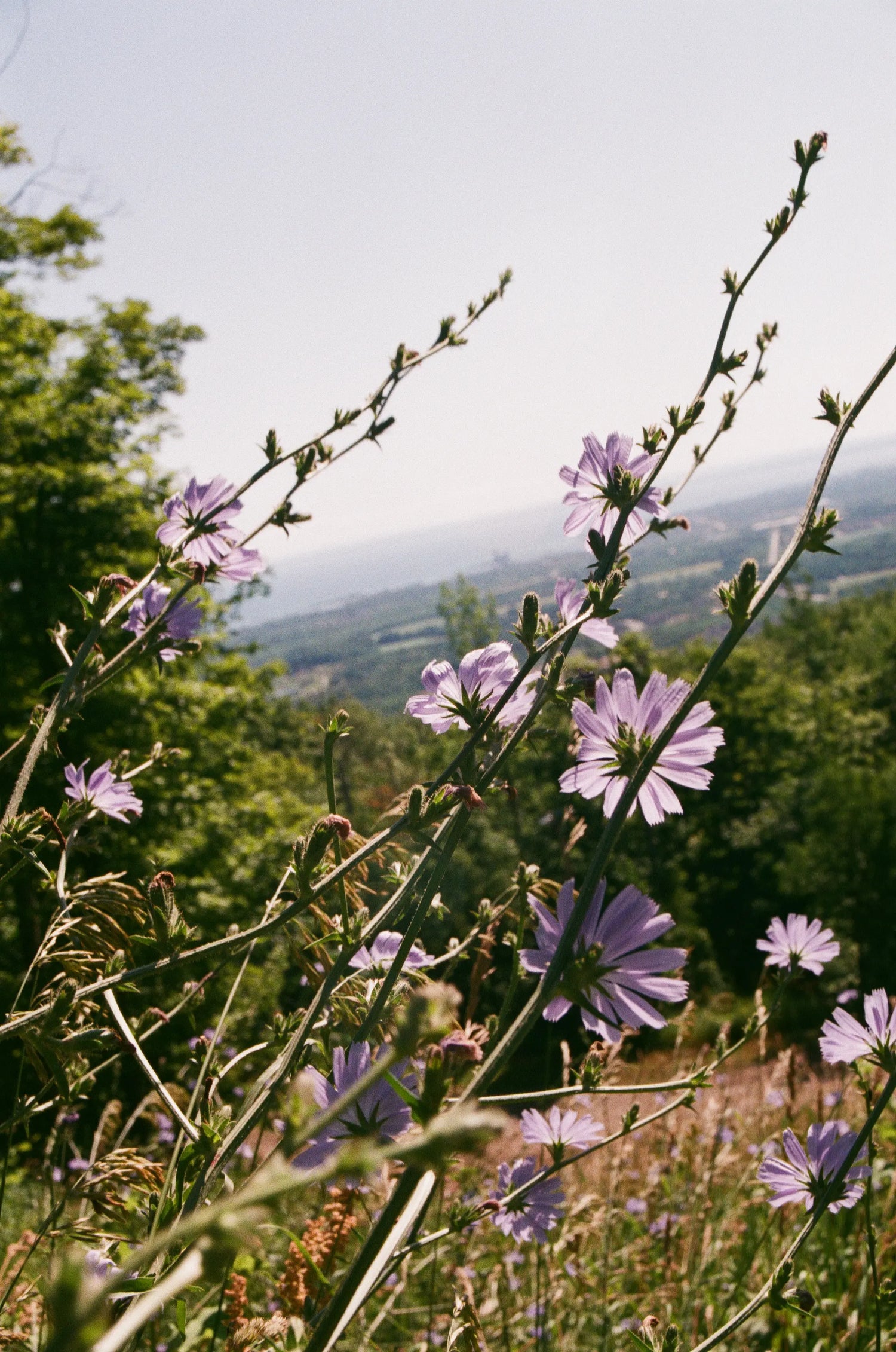 lilac-flowers-take-in-the-view
