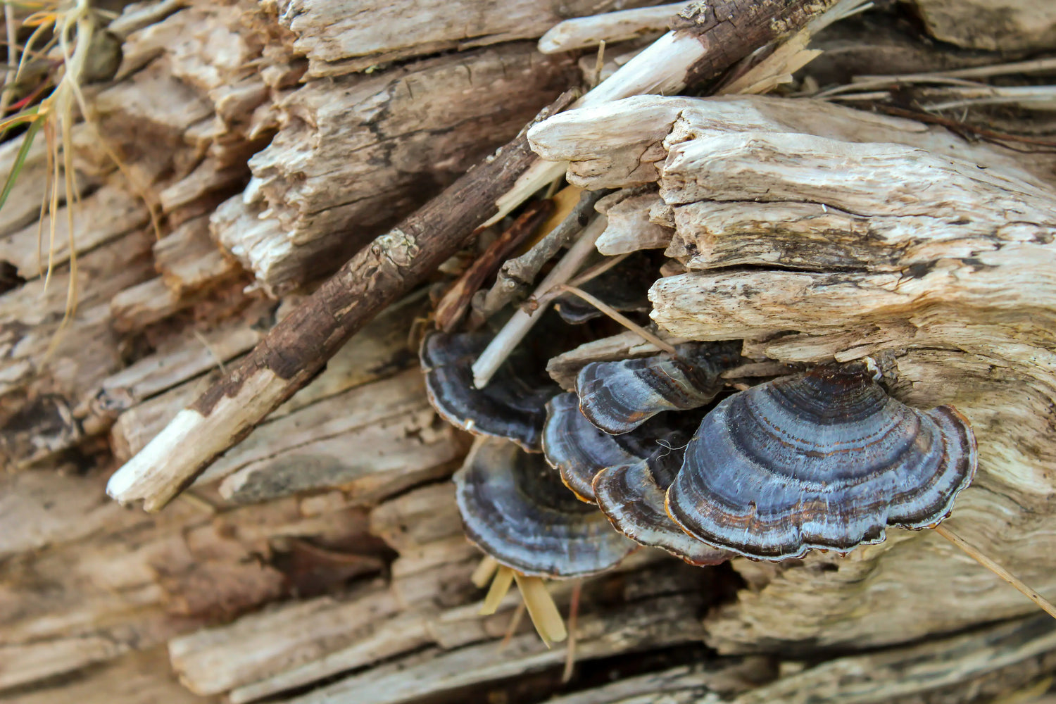 wild-mushrooms-growing-on-wood